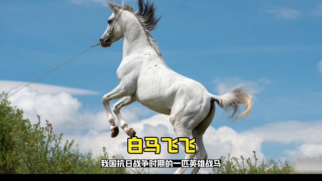 白马飞飞是抗日战争时期的一匹英雄战马，向英雄致敬！ #英雄战马 #抗日英雄 #白马飞飞战马