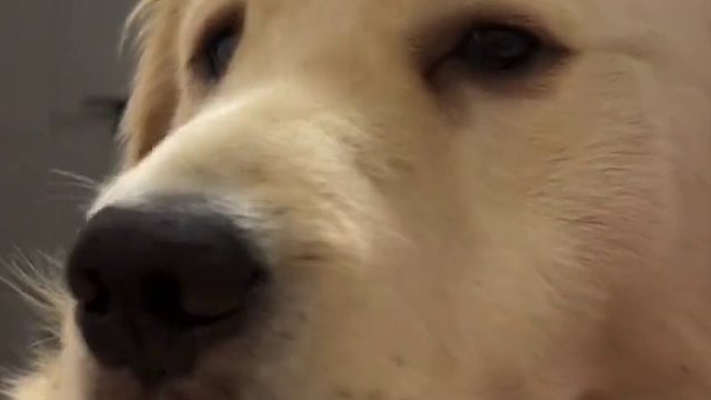 它好像在说：妈，它啥时候走啊