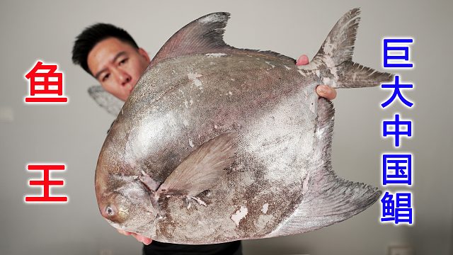 （上）2000买一条鲳鱼王，可遇不可求的巨大中国鲳，太下饭了