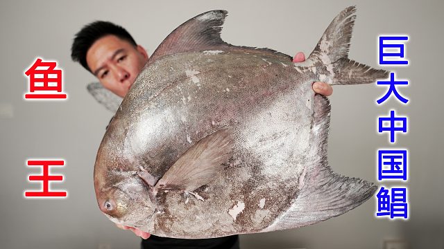 （下）2000买一条鲳鱼王，可遇不可求的巨大中国鲳，太下饭了