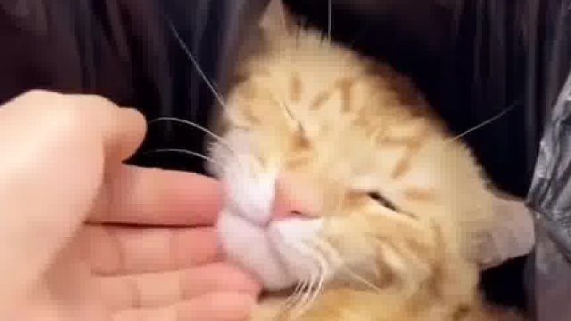 我家猫已经把塑料袋撑破了