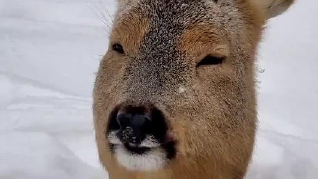 一种老谋深算又算不太明白的感觉
