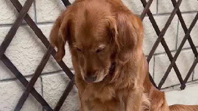 狗子从此刻对烟花有了新看法…………