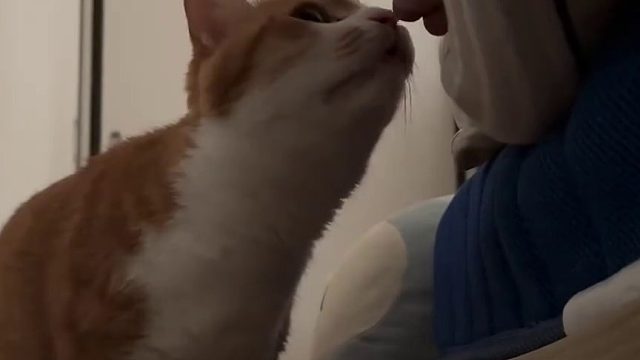 猫猫都给吓成驴嘴了…