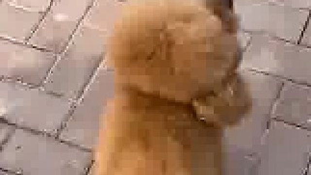 狗狗配合的真好