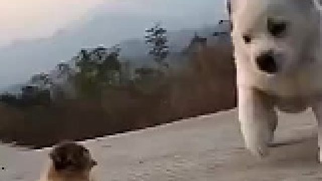 半年前的小鸡和半年后的小鸡