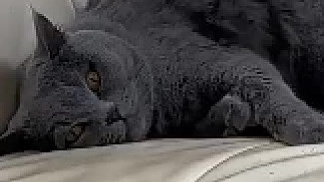 其实猫咪也有很多烦心事