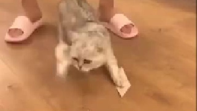 铲屎官们都是魔鬼叭