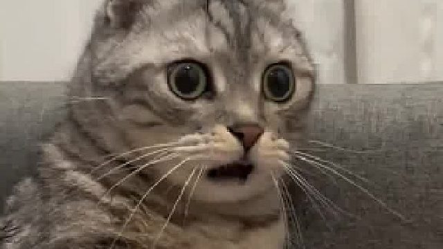 他看起来不太聪明，不过好可爱啊！怎样才能拥有这样傻傻的咪咪