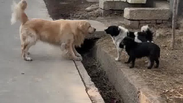 回村的金毛：把你们这边嗓门最响的叫来