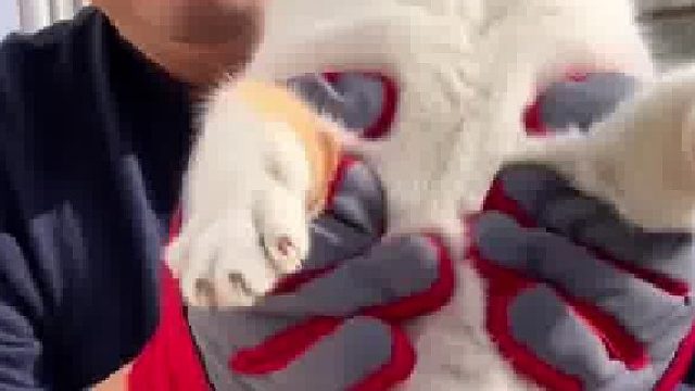 猫孩子：杀猫啦杀猫啦，谁来救救我救救我