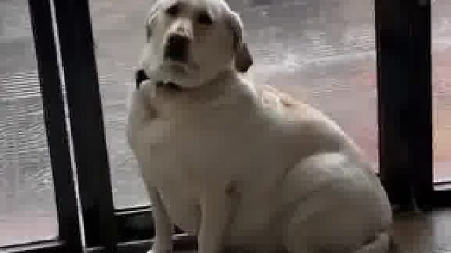 狗狗太馋了一早上吃了三顿，还缠着主人要吃的被骂了，十分委屈蹲在门口。