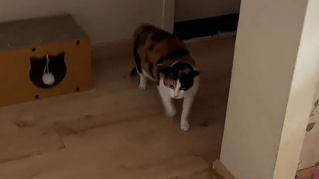 屋里突然窜进一只猫漂移闪现，怎么办？急急，在线等，谁家的猫丢了