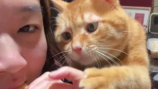 猫：早拿来不就完事了吗