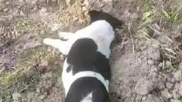 狗狗：你睁大眼睛，好好看看，我还活着呢