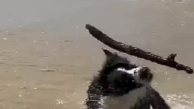 起猛了 被狗子秀了一脸，转棍子同时太空滑步，它甚至把棍子甩在空中时甩了甩毛