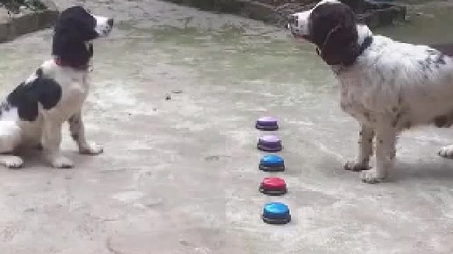 小狗的可爱，都是狗妈妈的付出。狗是人类最忠诚的朋友