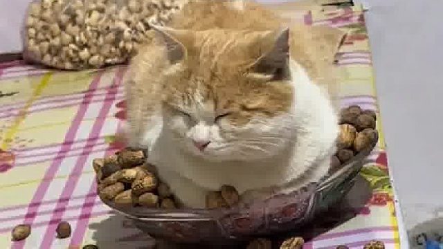 这炕烧多些啊，看给孩子烙的