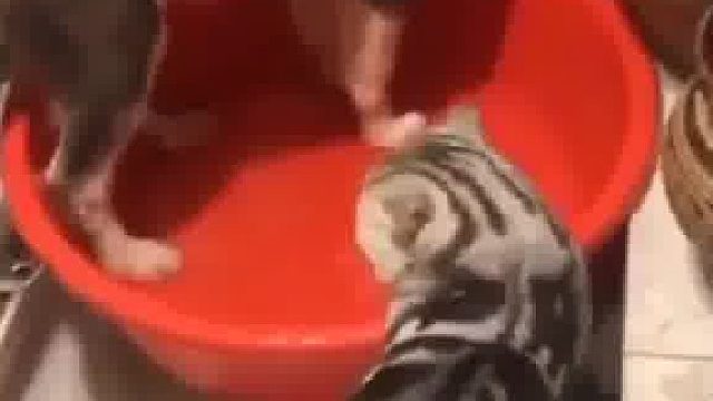 “傻狗，大过年的别给妈妈添乱了。” 猫猫教训玩水的狗子