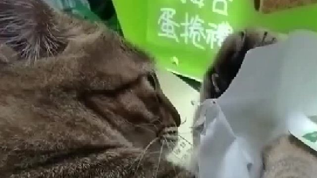 试卷被猫吃了..