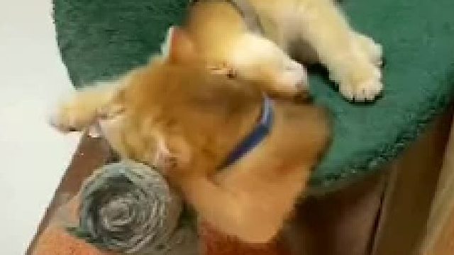 奇怪的姿势的猫猫