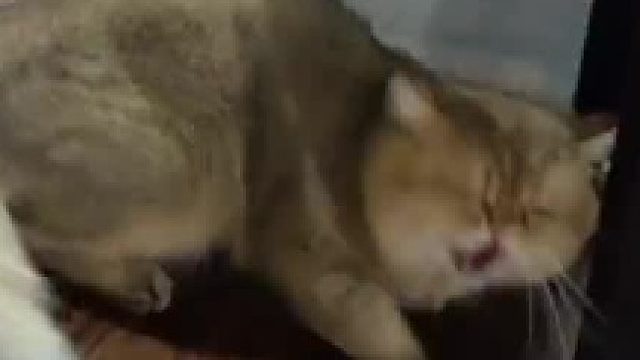 野性太足，不适合家养