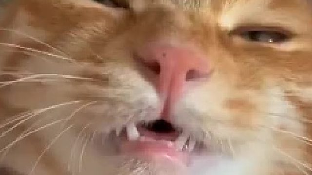 我的妈呀，这是做噩梦了