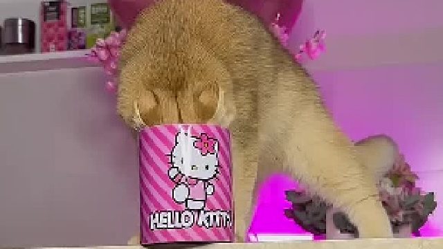 猫咪的道歉  好暖啊