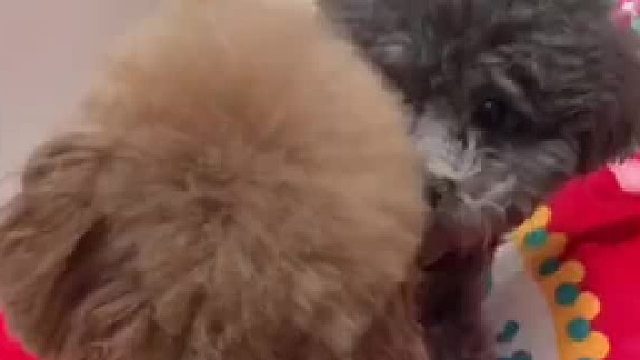 毛孩子压岁钱看的还挺紧