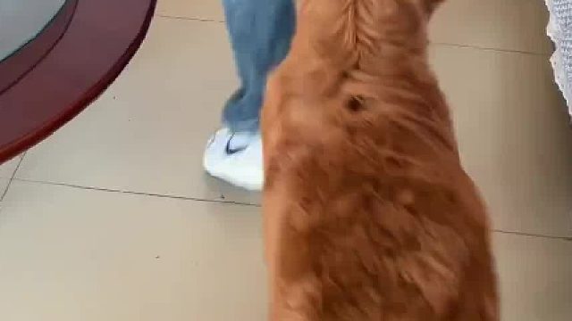 怪不得都说狗知新婿呢，是这么回事儿啊