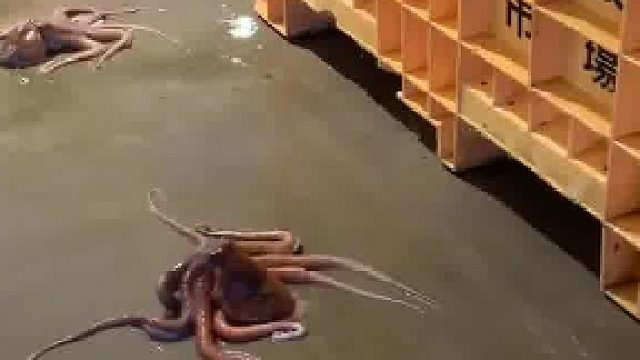 八爪鱼上演绝地逃生……
