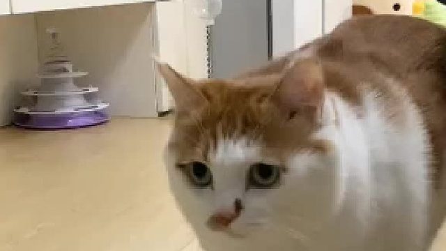 叫谁都回应的哈哈