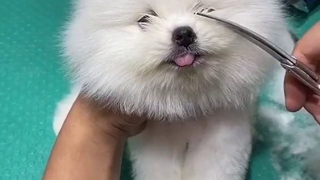 给小狗子剪毛，看起来好萌啊