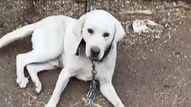 狗：过年的时候我的饭碗总是满天飞