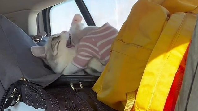 其他猫都在应激晕车 这俩在后面酷酷干仗