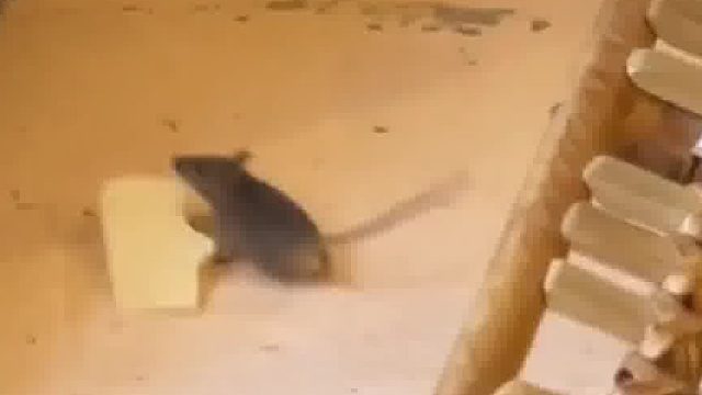 巴黎餐厅里的老鼠，似乎个个都身怀绝技