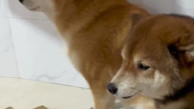 大过年的它盯这块肉很久了！ 终于还是下手了