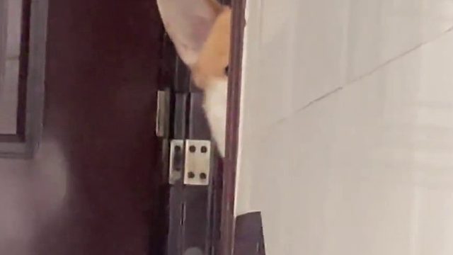 小狗每天都会在楼梯口等我下班 今天我故意站了好久没动 他鼠头鼠脑的偷瞄我真的把我笑死！鬼马精灵一样