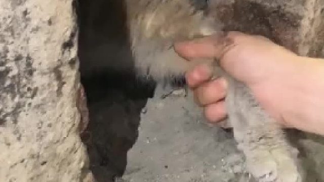 拉都拉不出来，抖抖还能要不呢