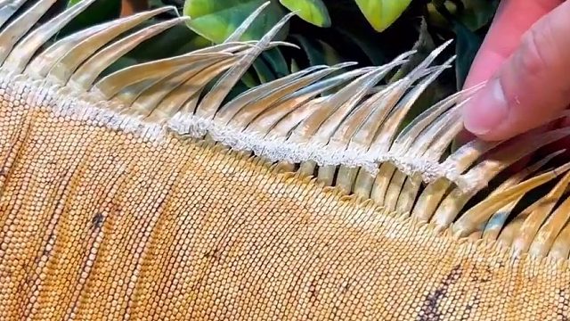 你肯定没见过鬣蜥蜕皮