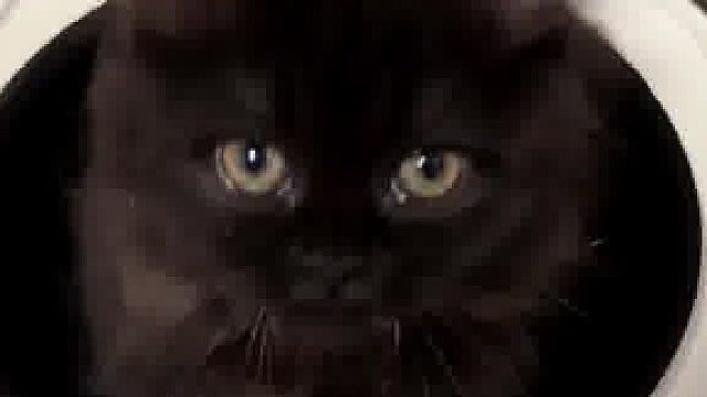 想自己炖自己的小黑喵