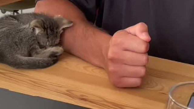 喜欢趴在手上睡觉的小猫