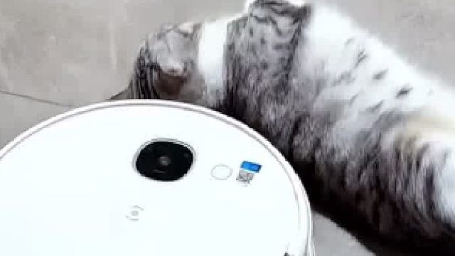 小猫咪在睡觉，被扫地机器人撞醒