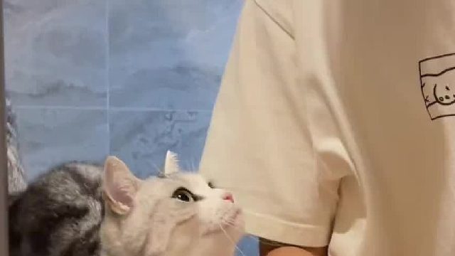 救命！这小猫咪怎么比女人还会撒娇！