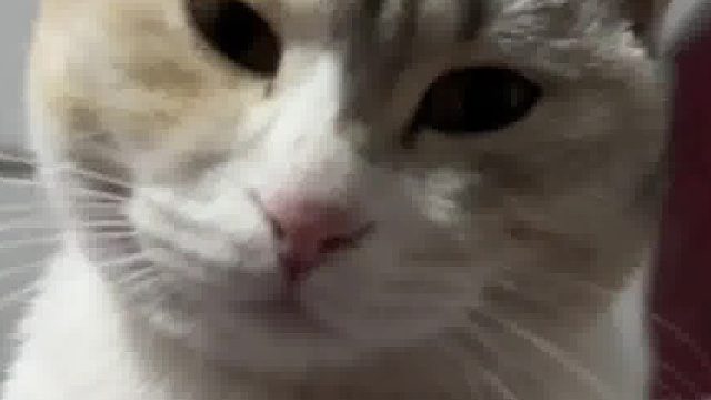 猫：不是，然后呢？杀了我？