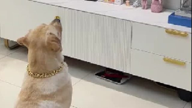 狗子看个电视骂骂咧咧的