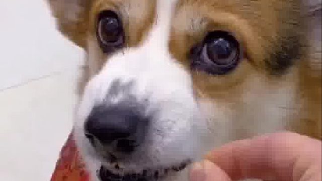 哈哈哈哈哈哈哈哈哈给你个眼神自己体会狗子：我不是人，但你是真的狗