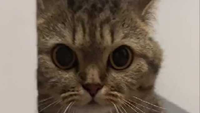 家人们捡到猫了