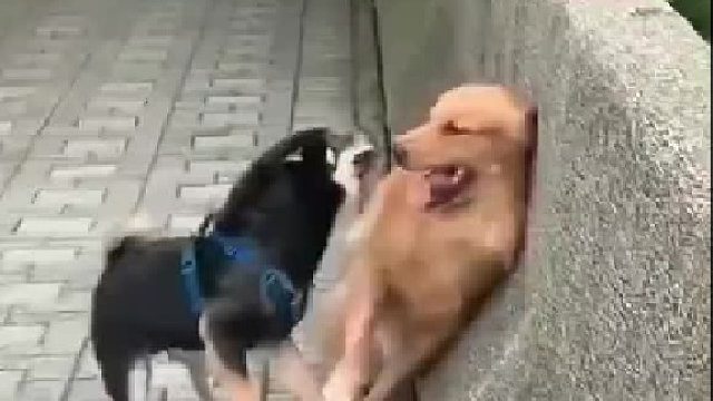 金毛：不是怕，主要是想贴着墙走