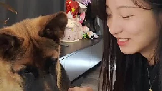 骗狗吃药我是王者